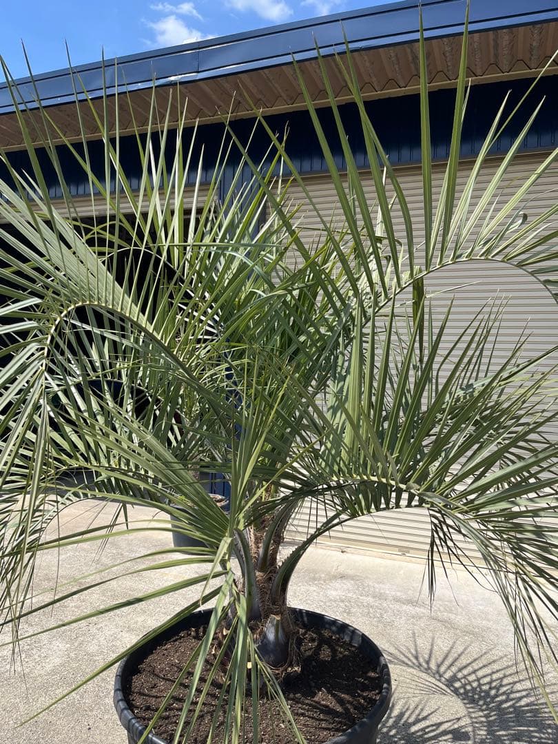 南国ムード満点】ココスヤシ 高さ約180cm・幹の太さ約30cm！引き取り