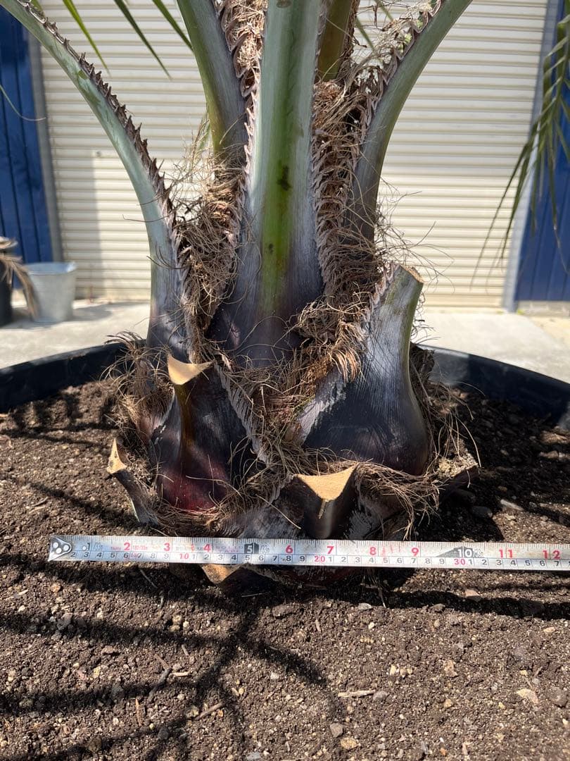南国ムード満点】ココスヤシ 高さ約180cm・幹の太さ約30cm！引き取り