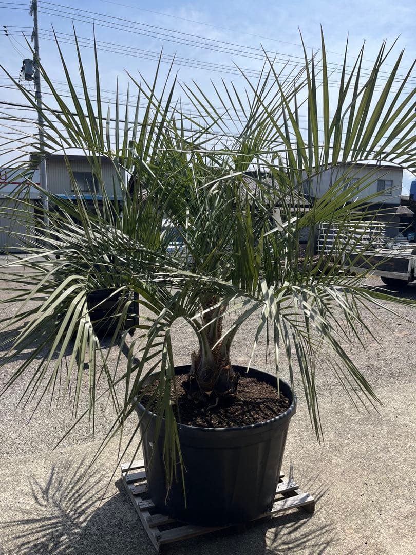 南国ムード満点】ココスヤシ 高さ約180cm・幹の太さ約30cm！引き取り