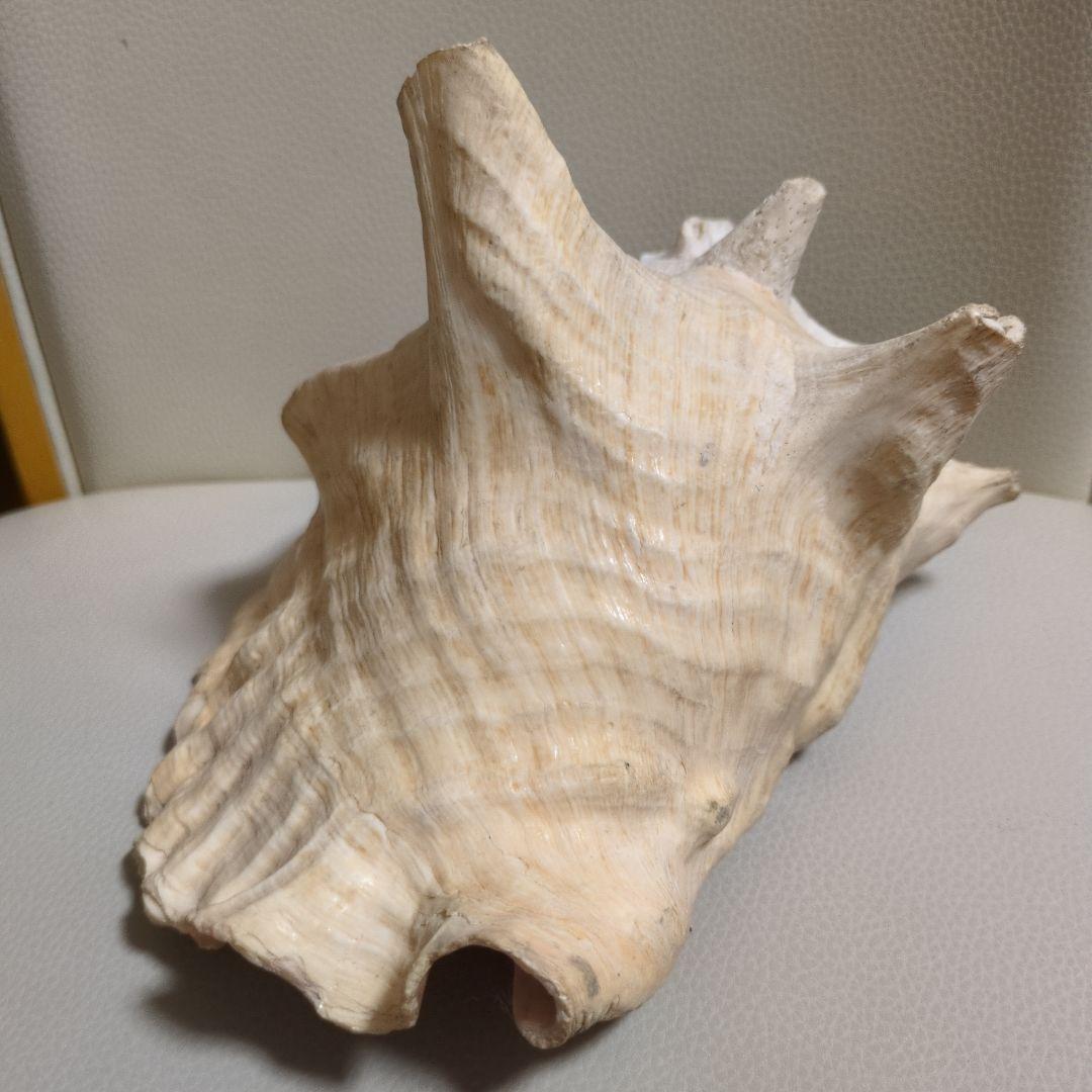 希少 コンク貝 コンクシェル ピンク貝 法螺貝