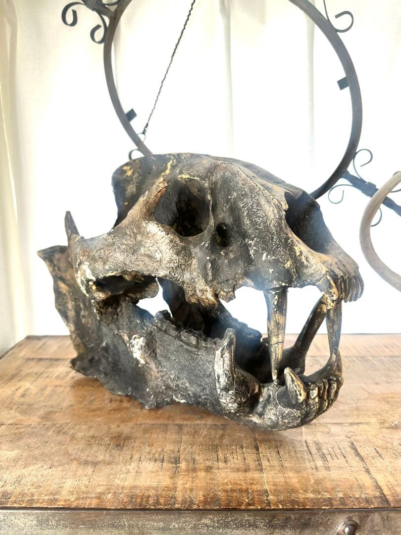 【Koutyann様】ジュラシックパーク 美術品 頭骨,恐竜~サーベルタイガー？