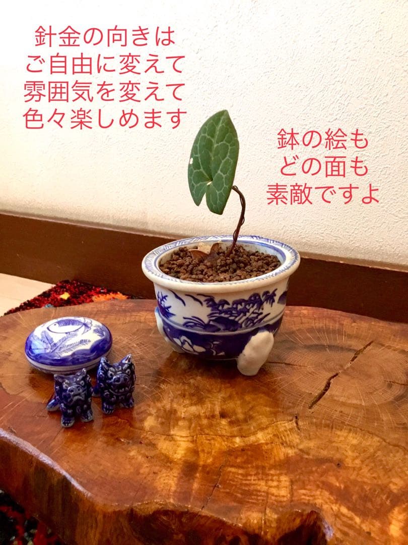 希少【天然野生のカンアオイ＊寒葵＊亀甲斑入り＊ちょこんと可愛いお花付き】山野草