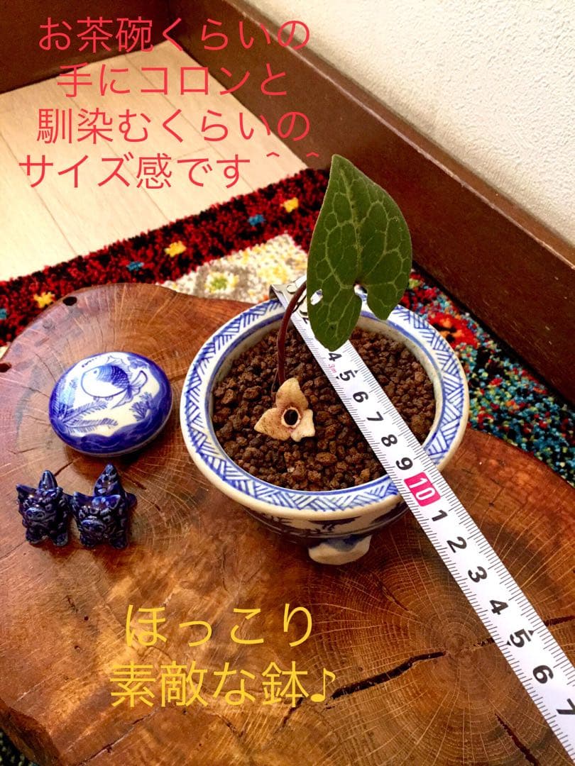 希少【天然野生のカンアオイ＊寒葵＊亀甲斑入り＊ちょこんと可愛いお花付き】山野草