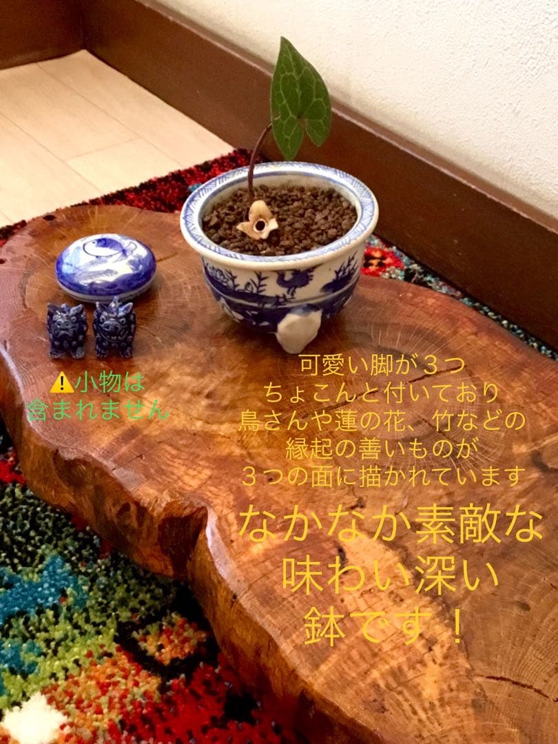 希少【天然野生のカンアオイ＊寒葵＊亀甲斑入り＊ちょこんと可愛いお花付き】山野草