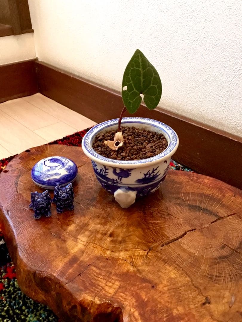 希少【天然野生のカンアオイ＊寒葵＊亀甲斑入り＊ちょこんと可愛いお花付き】山野草