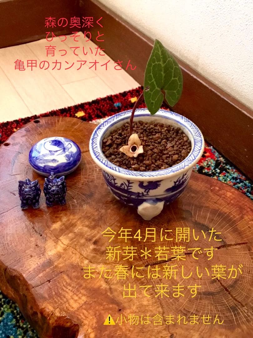 希少【天然野生のカンアオイ＊寒葵＊亀甲斑入り＊ちょこんと可愛いお花付き】山野草