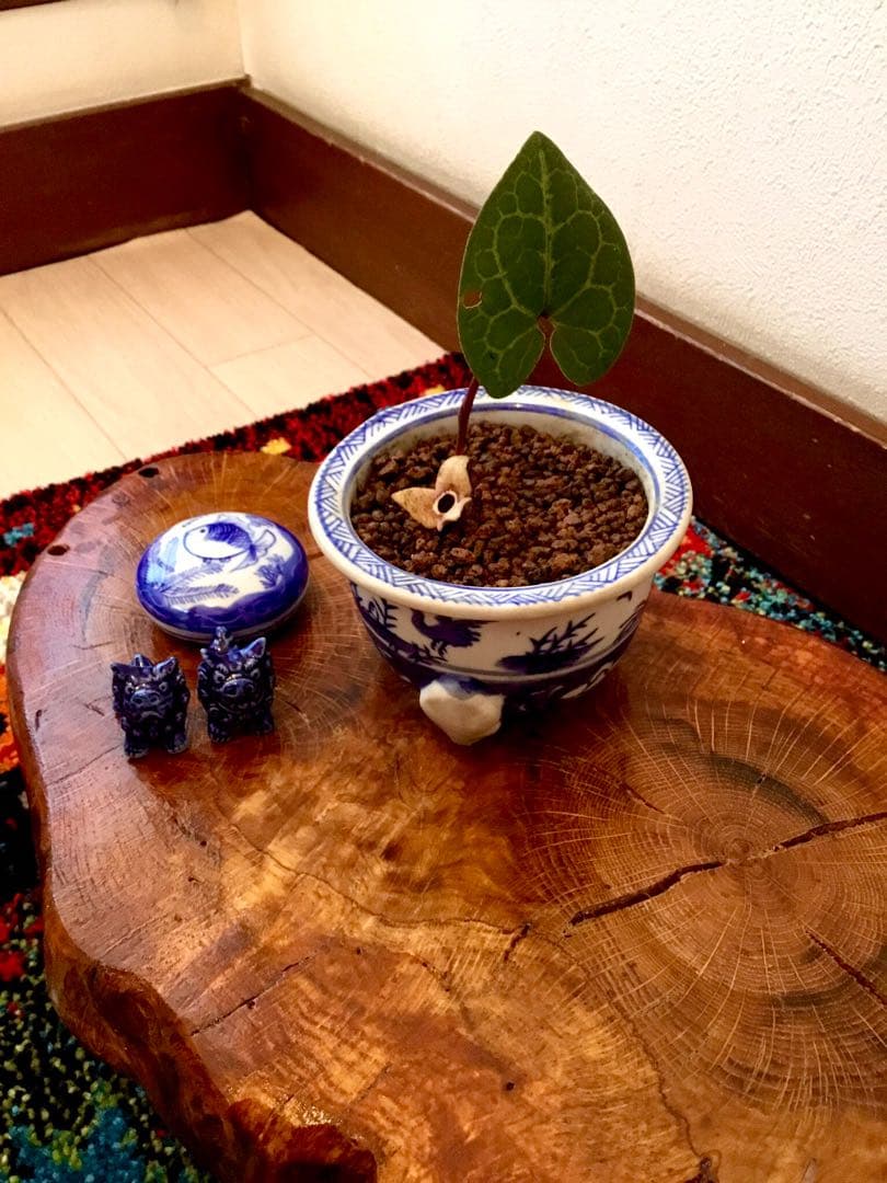 希少【天然野生のカンアオイ＊寒葵＊亀甲斑入り＊ちょこんと可愛いお花付き】山野草