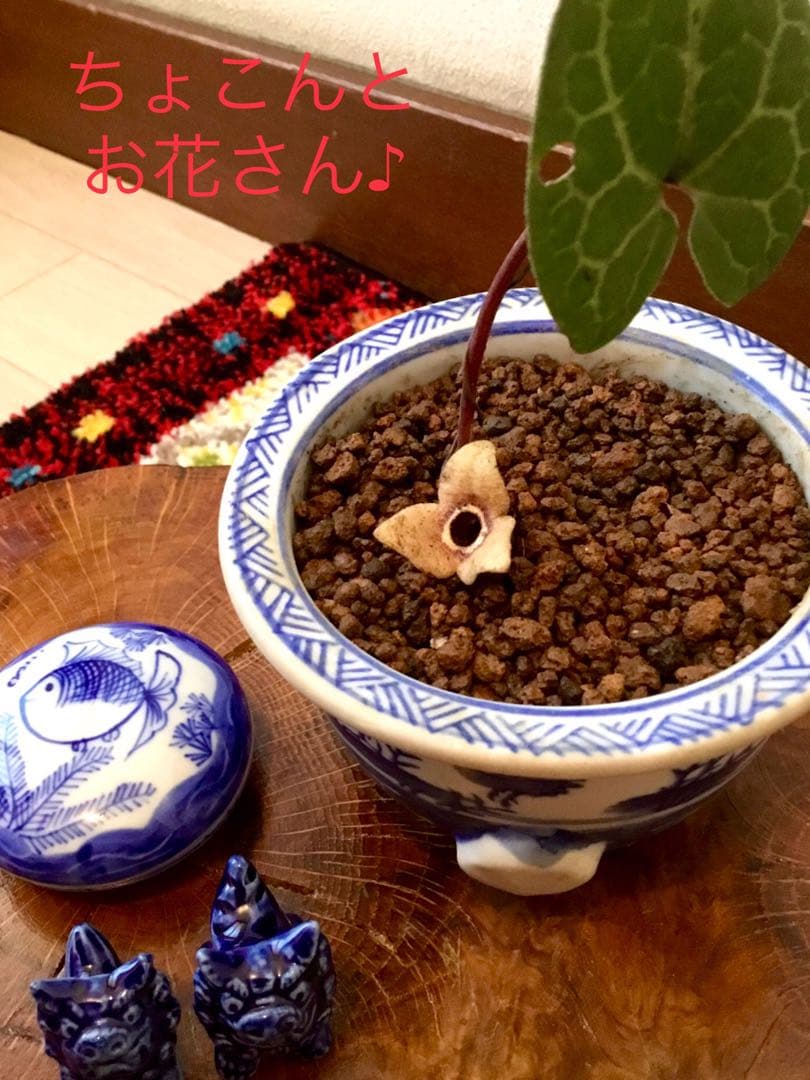 希少【天然野生のカンアオイ＊寒葵＊亀甲斑入り＊ちょこんと可愛いお花付き】山野草