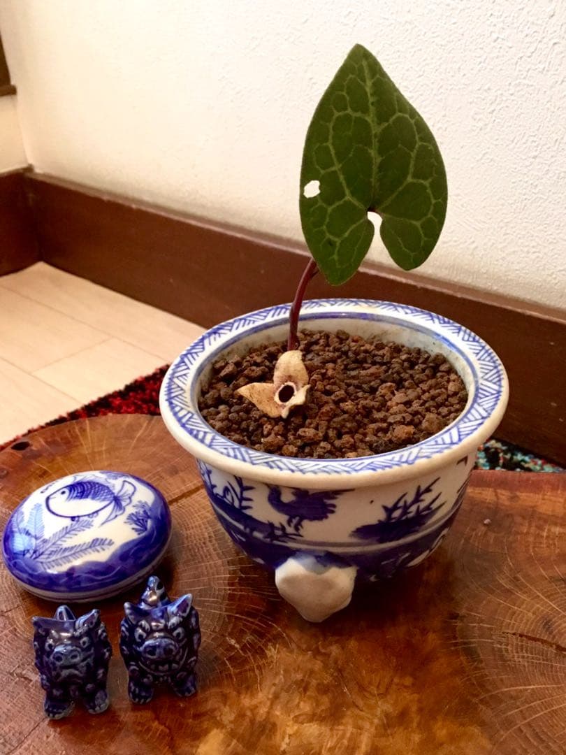 希少【天然野生のカンアオイ＊寒葵＊亀甲斑入り＊ちょこんと可愛いお花付き】山野草