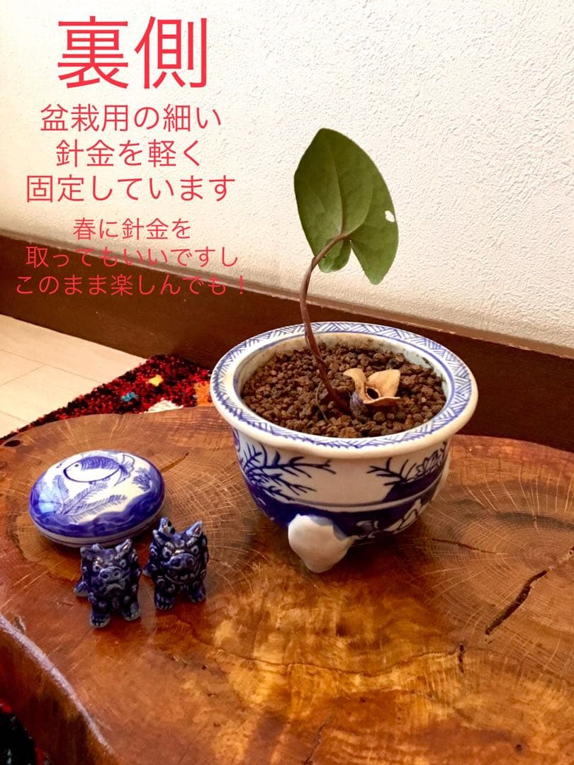 希少【天然野生のカンアオイ＊寒葵＊亀甲斑入り＊ちょこんと可愛いお花付き】山野草