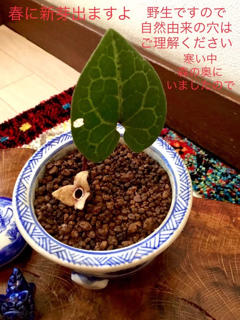 希少【天然野生のカンアオイ＊寒葵＊亀甲斑入り＊ちょこんと可愛いお花付き】山野草