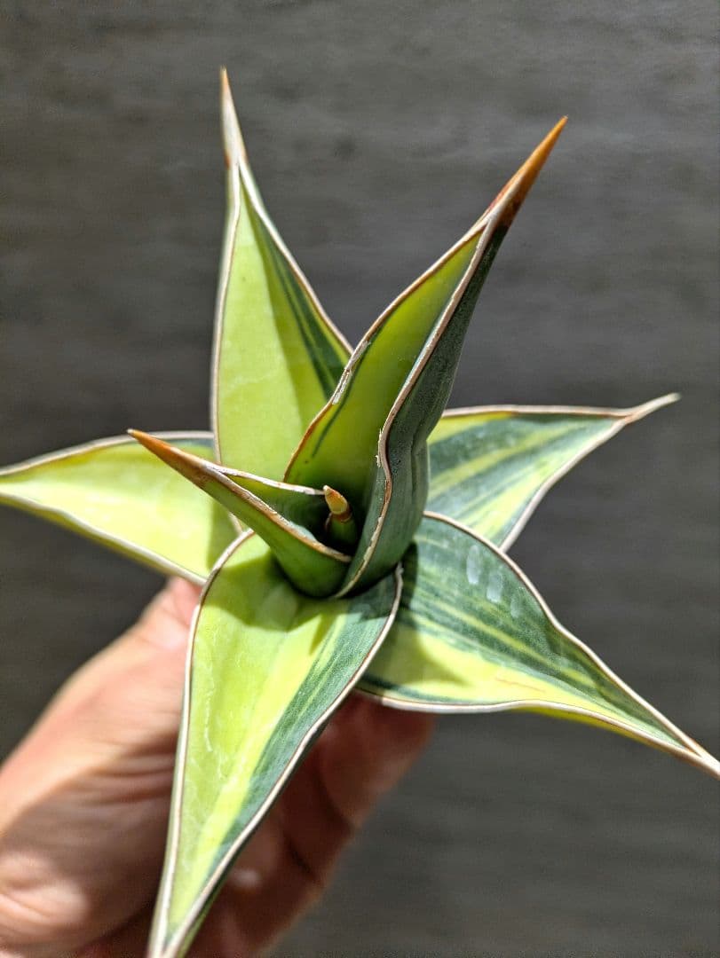 サンスベリア ピングイキュラ 希少鬼斑 輸入株 多肉植物 サボテン