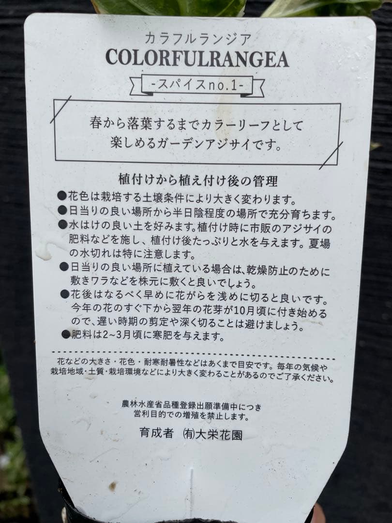 【花苗】カラフルランジア　スパイス　no.1 花芽付き　斑入り　ポットごと発送