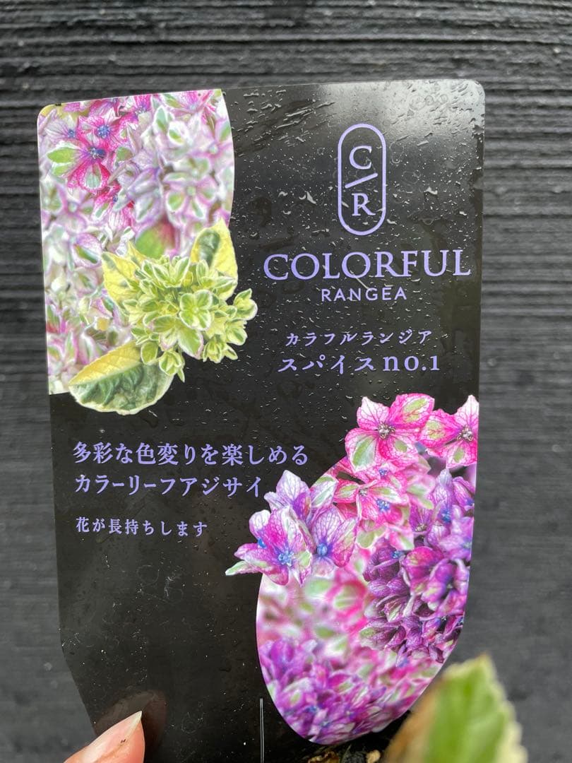 【花苗】カラフルランジア　スパイス　no.1 花芽付き　斑入り　ポットごと発送