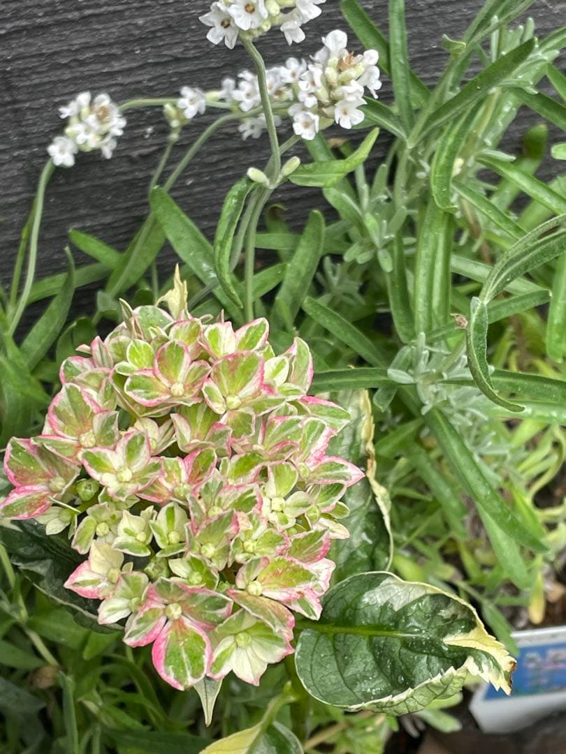 【花苗】カラフルランジア　スパイス　no.1 花芽付き　斑入り　ポットごと発送