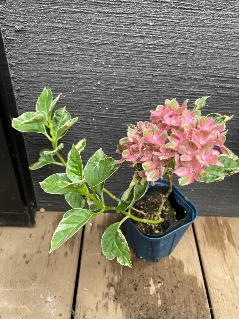 【花苗】カラフルランジア　スパイス　no.1 花芽付き　斑入り　ポットごと発送