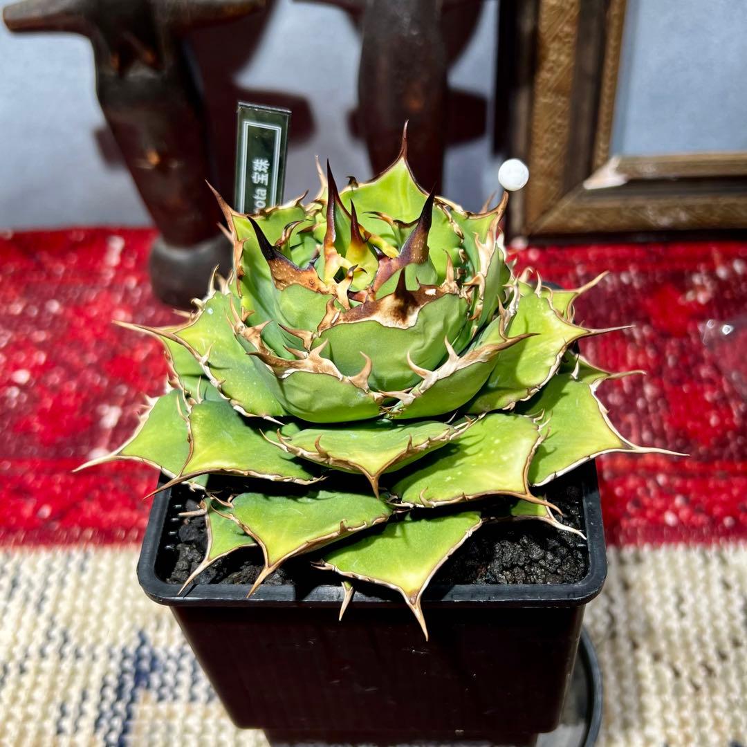 アガベ チタノタ 宝珠 2 coyote産 コヨーテ産 白象 / オアハカ 清櫻