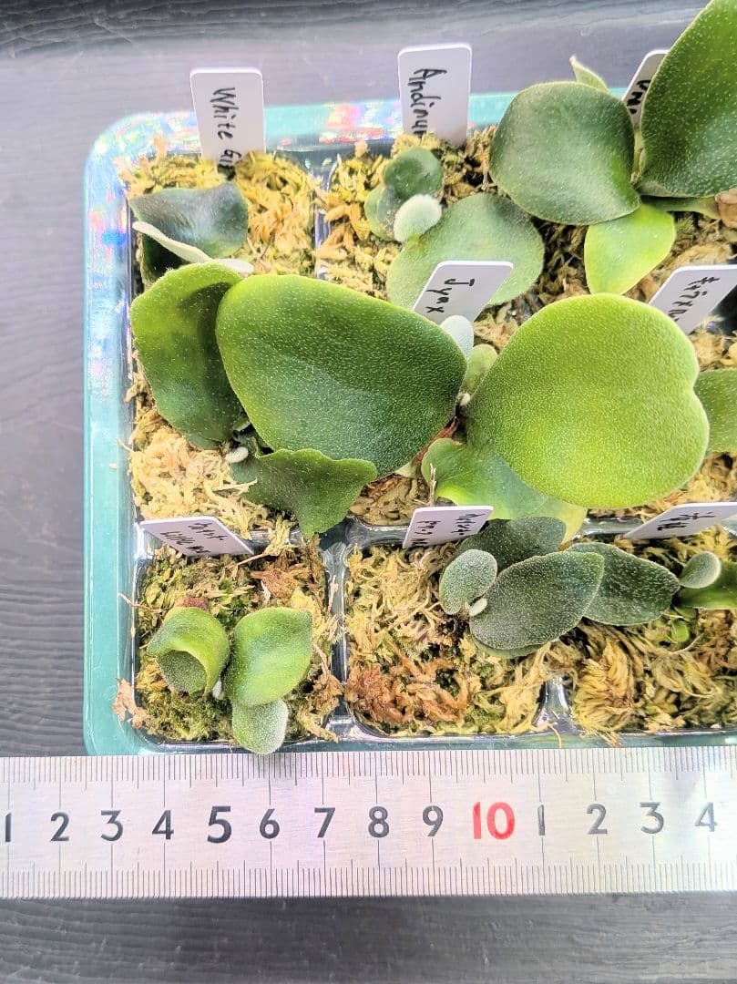 ビカクシダ、育苗トレー入り12個セット②、D2セットめろ