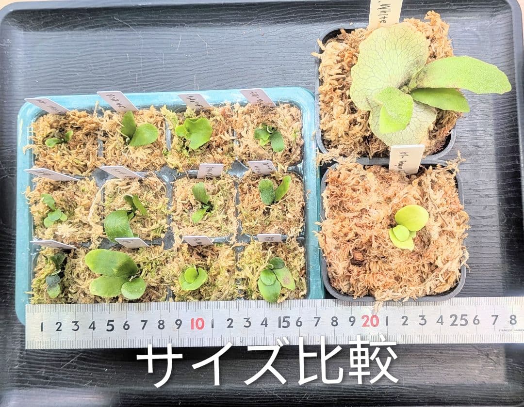 ビカクシダ、育苗トレー入り12個セット②、D2セットめろ