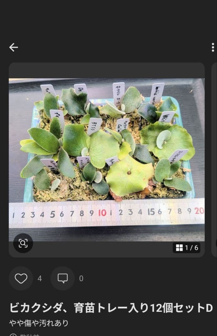 ビカクシダ、育苗トレー入り12個セット②、D2セットめろ