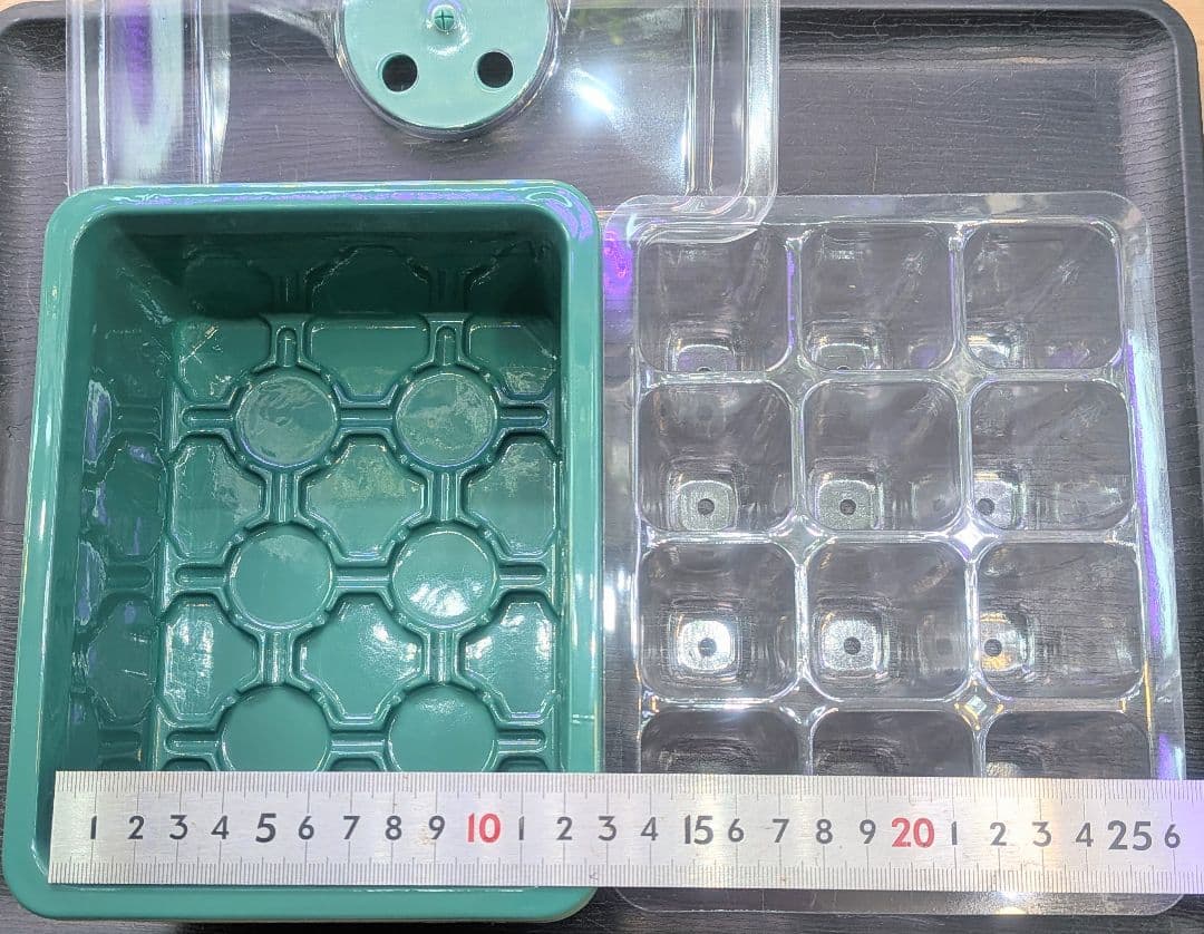 ビカクシダ、育苗トレー入り12個セット②、D2セットめろ