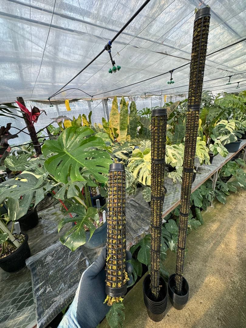 モスポール　水苔入り済 生産プロの秘訣　植物用上り棒180本まとめ29cmサイズ