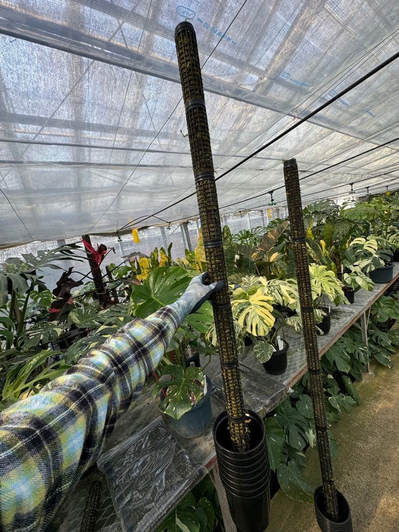 モスポール　水苔入り済 生産プロの秘訣　植物用上り棒180本まとめ29cmサイズ