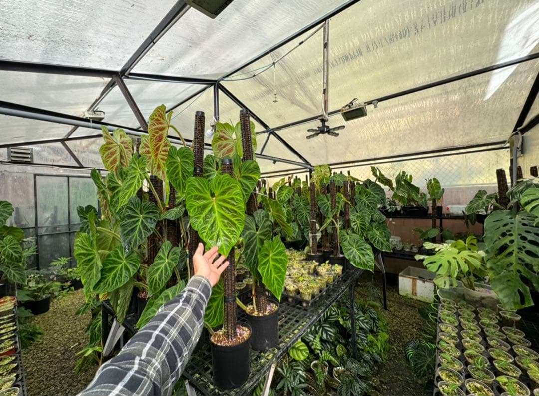 モスポール　水苔入り済 生産プロの秘訣　植物用上り棒180本まとめ29cmサイズ