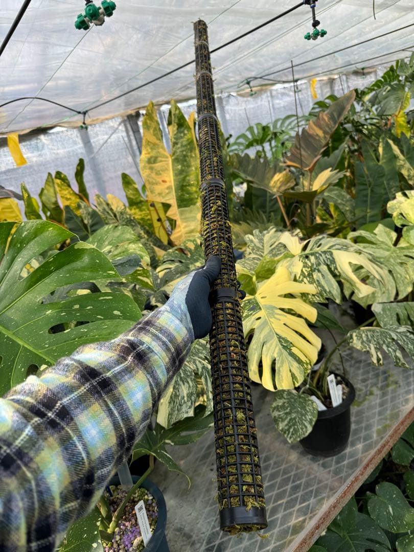 モスポール　水苔入り済 生産プロの秘訣　植物用上り棒180本まとめ29cmサイズ