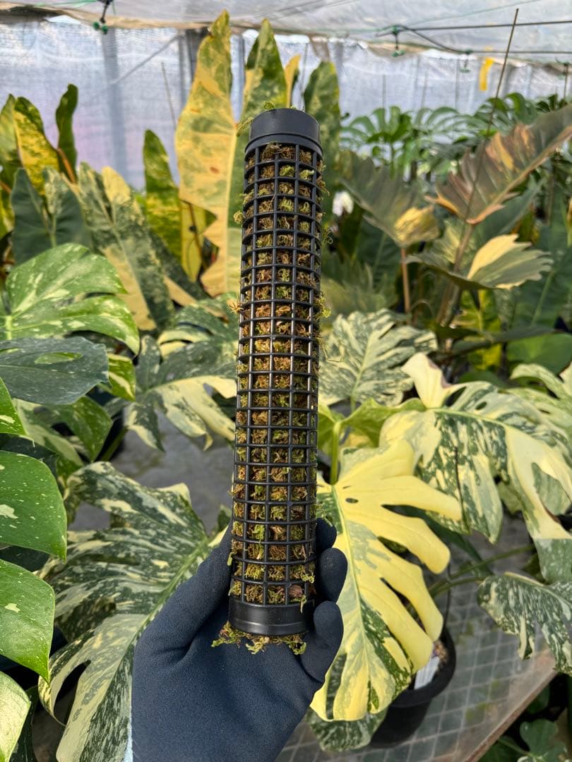 モスポール　水苔入り済 生産プロの秘訣　植物用上り棒180本まとめ29cmサイズ