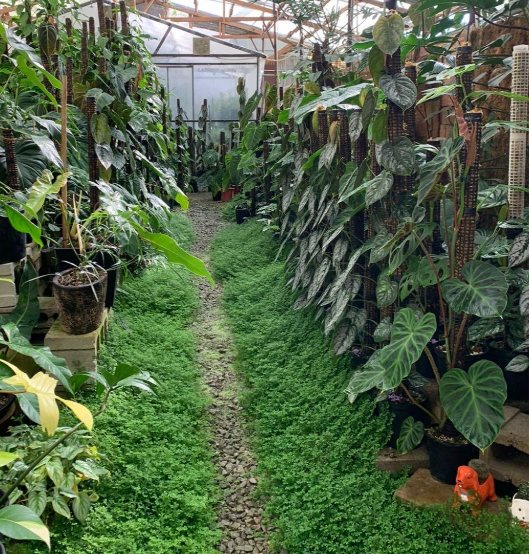 モスポール　水苔入り済 生産プロの秘訣　植物用上り棒180本まとめ29cmサイズ