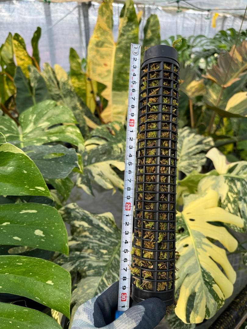 モスポール　水苔入り済 生産プロの秘訣　植物用上り棒180本まとめ29cmサイズ