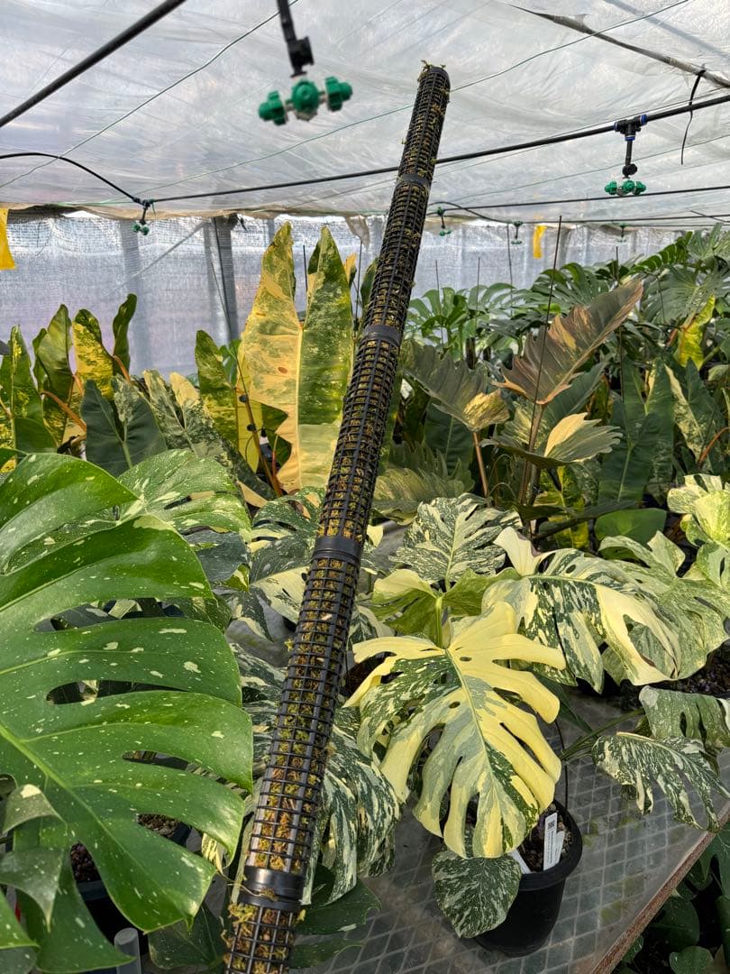 モスポール　水苔入り済 生産プロの秘訣　植物用上り棒180本まとめ29cmサイズ