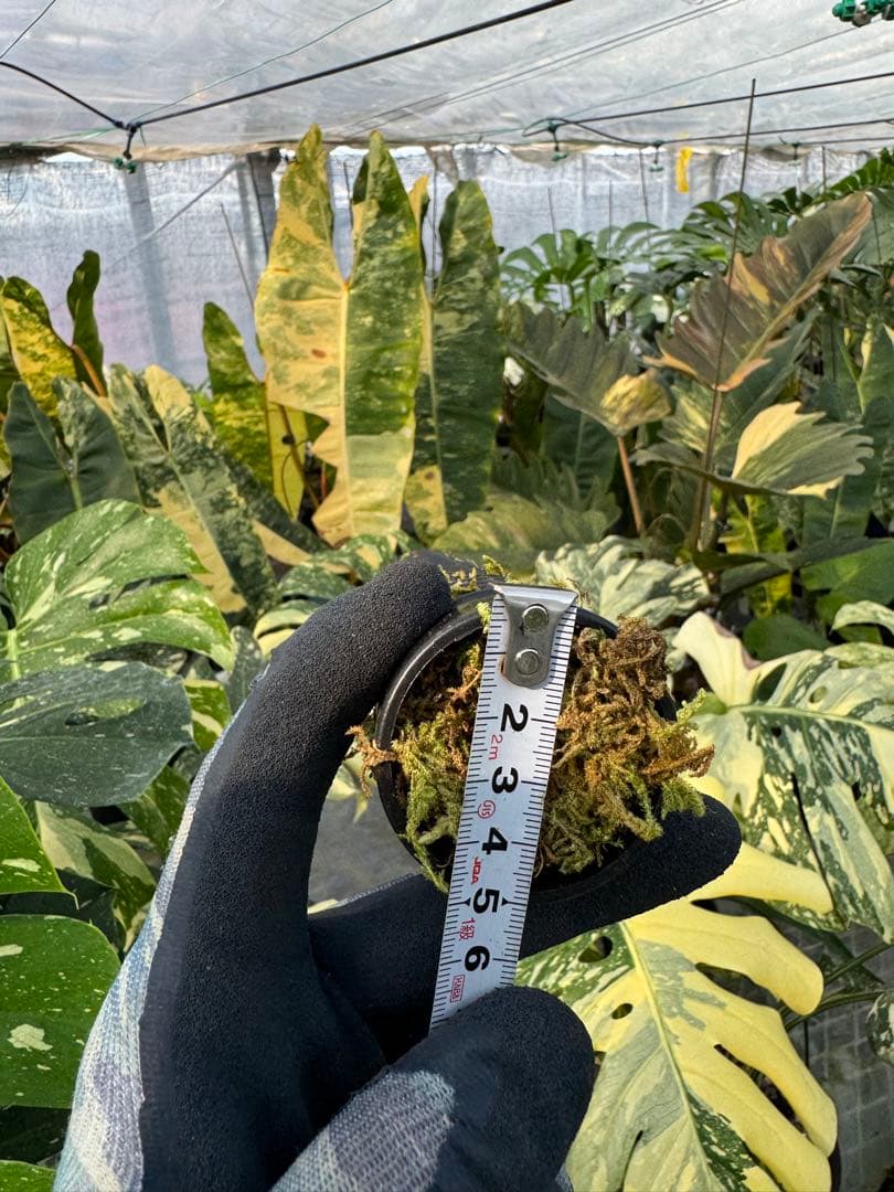 モスポール　水苔入り済 生産プロの秘訣　植物用上り棒180本まとめ29cmサイズ