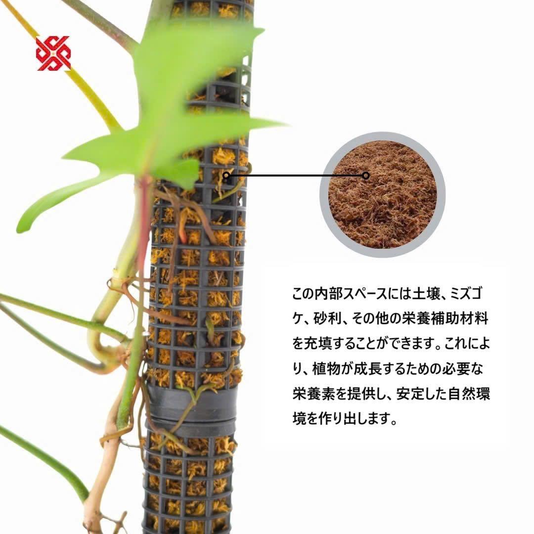 モスポール　水苔入り済 生産プロの秘訣　植物用上り棒180本まとめ29cmサイズ