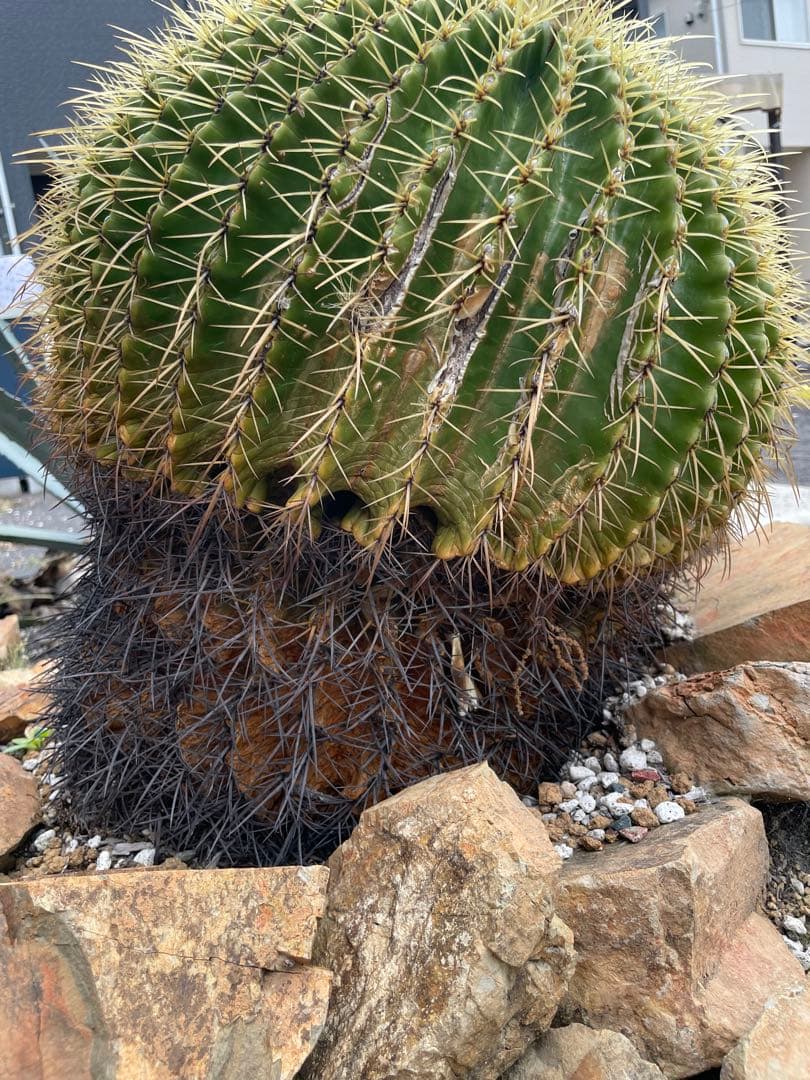 ゆうぽん 樹齢50年以上 特大 金鯱サボテン 送料負担