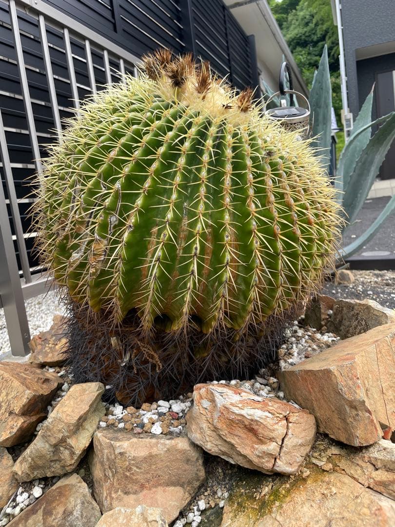 ゆうぽん 樹齢50年以上 特大 金鯱サボテン 送料負担