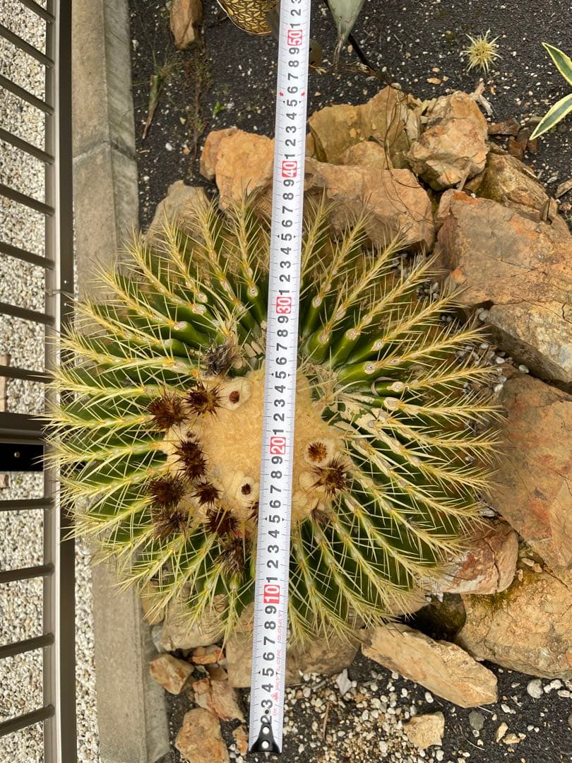 ゆうぽん 樹齢50年以上 特大 金鯱サボテン 送料負担