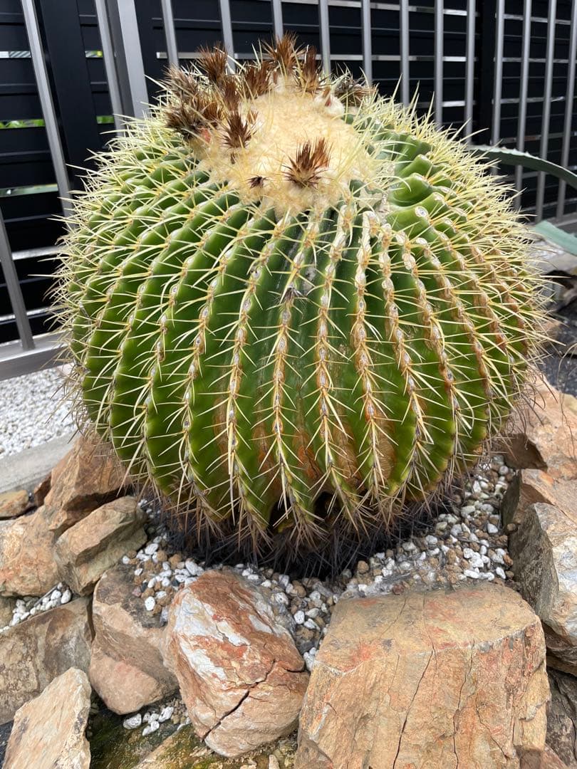 ゆうぽん 樹齢50年以上 特大 金鯱サボテン 送料負担