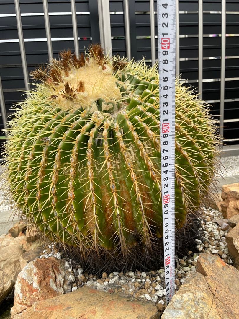 ゆうぽん 樹齢50年以上 特大 金鯱サボテン 送料負担