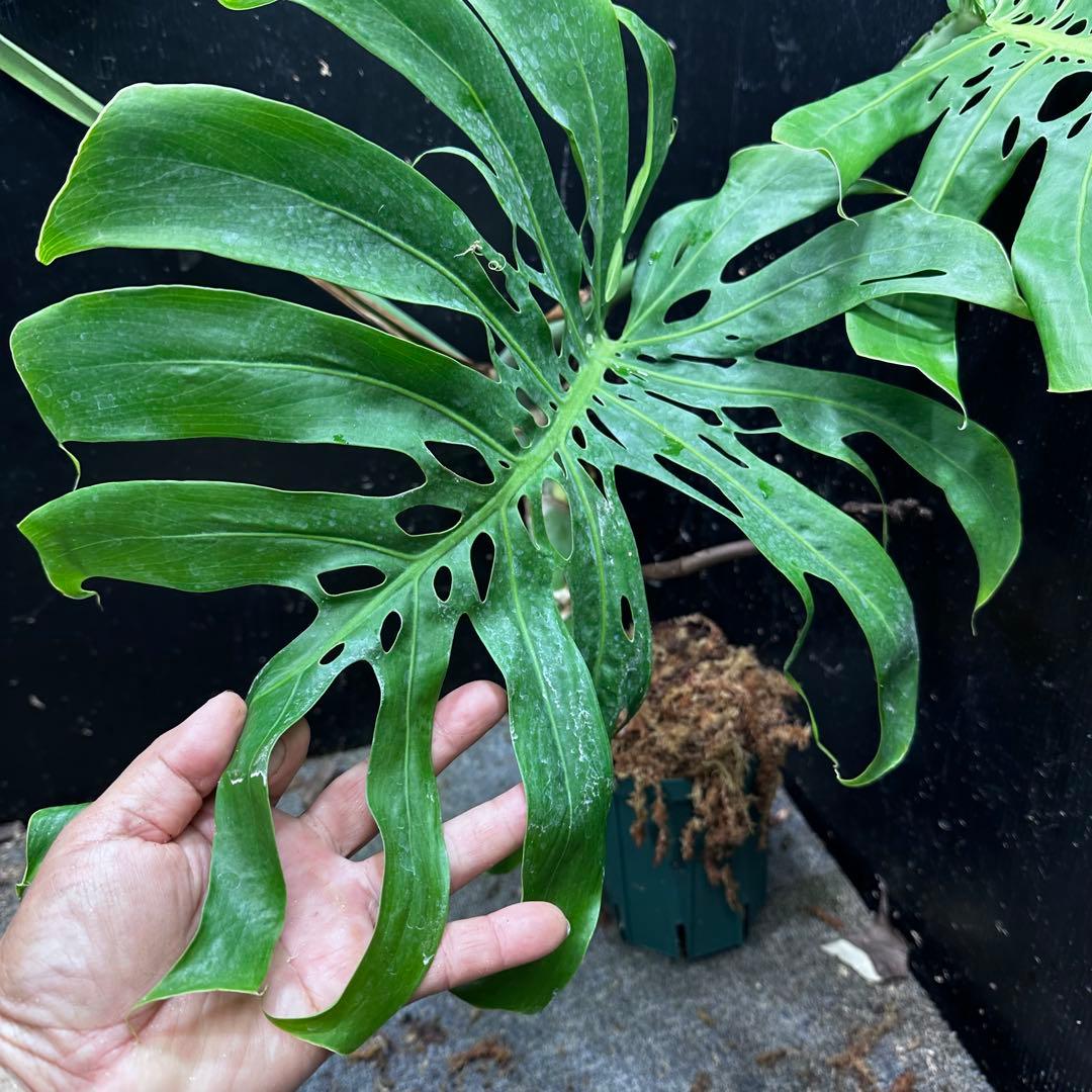 モンステラデリシオーサマクロコズム大型葉希少系統鉢植え高さ70㎝超大