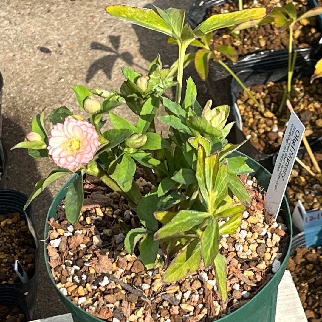 か*ん様 3521☘️蕾花、タグ付き☘️⭐️超チビチビ⭐️超小輪⭐️超多弁⭐️大