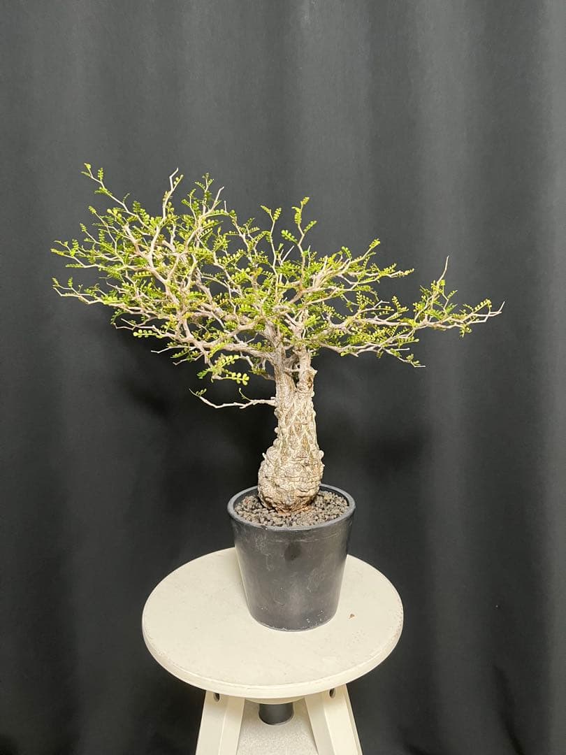 †YKYK†プロフ必読お願いします† 塊根植物 オペルクリア・パキプス