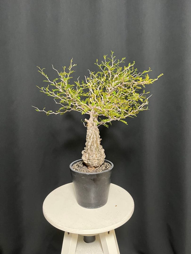 †YKYK†プロフ必読お願いします† 塊根植物 オペルクリア・パキプス