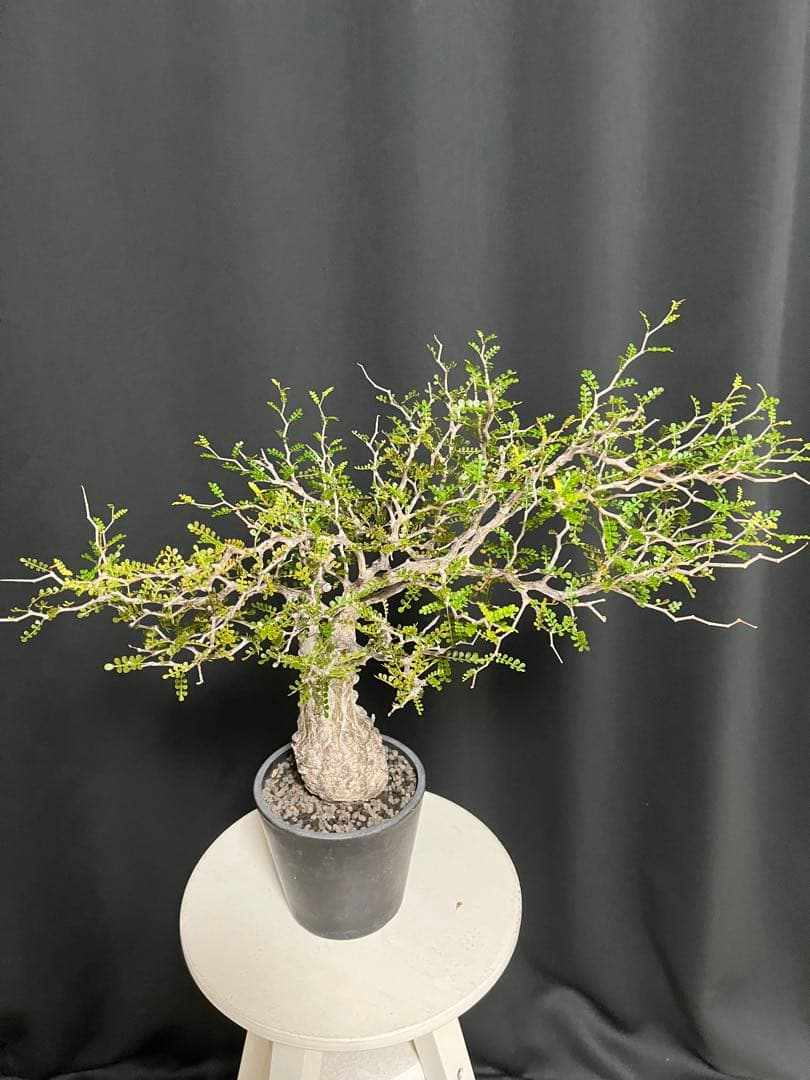 †YKYK†プロフ必読お願いします† 塊根植物 オペルクリア・パキプス