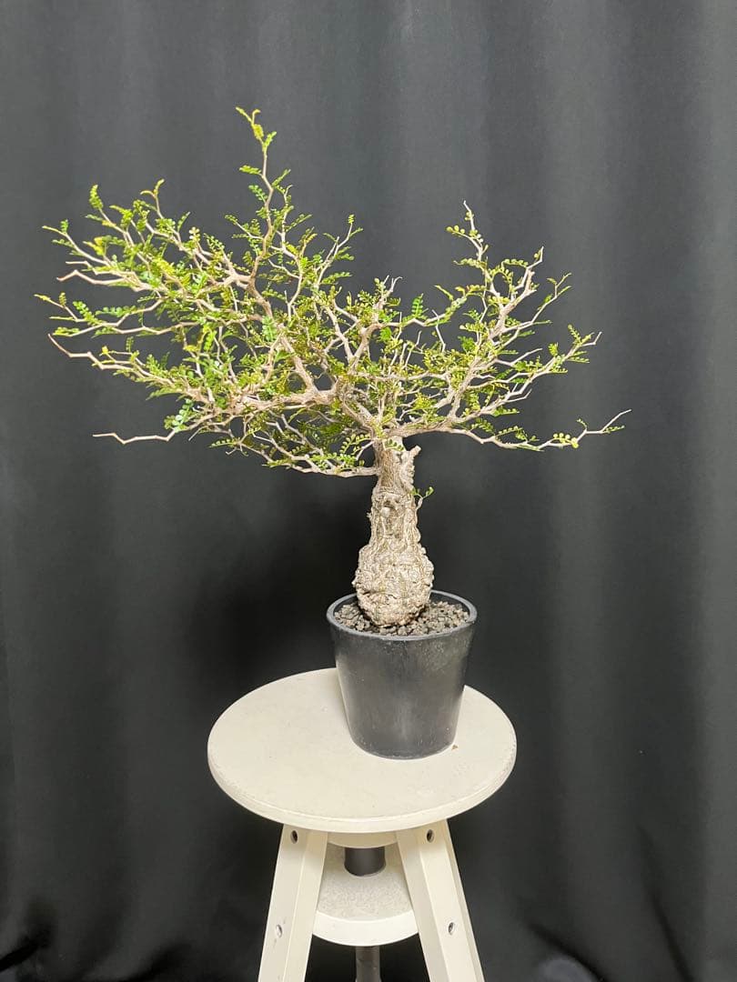 †YKYK†プロフ必読お願いします† 塊根植物 オペルクリア・パキプス