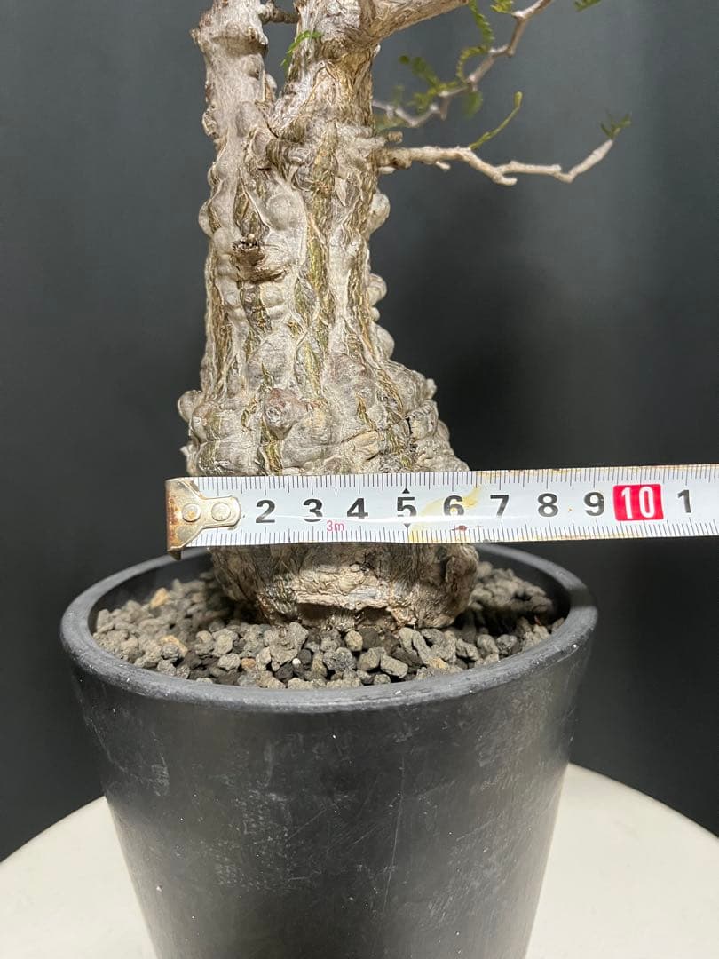 †YKYK†プロフ必読お願いします† 塊根植物 オペルクリア・パキプス