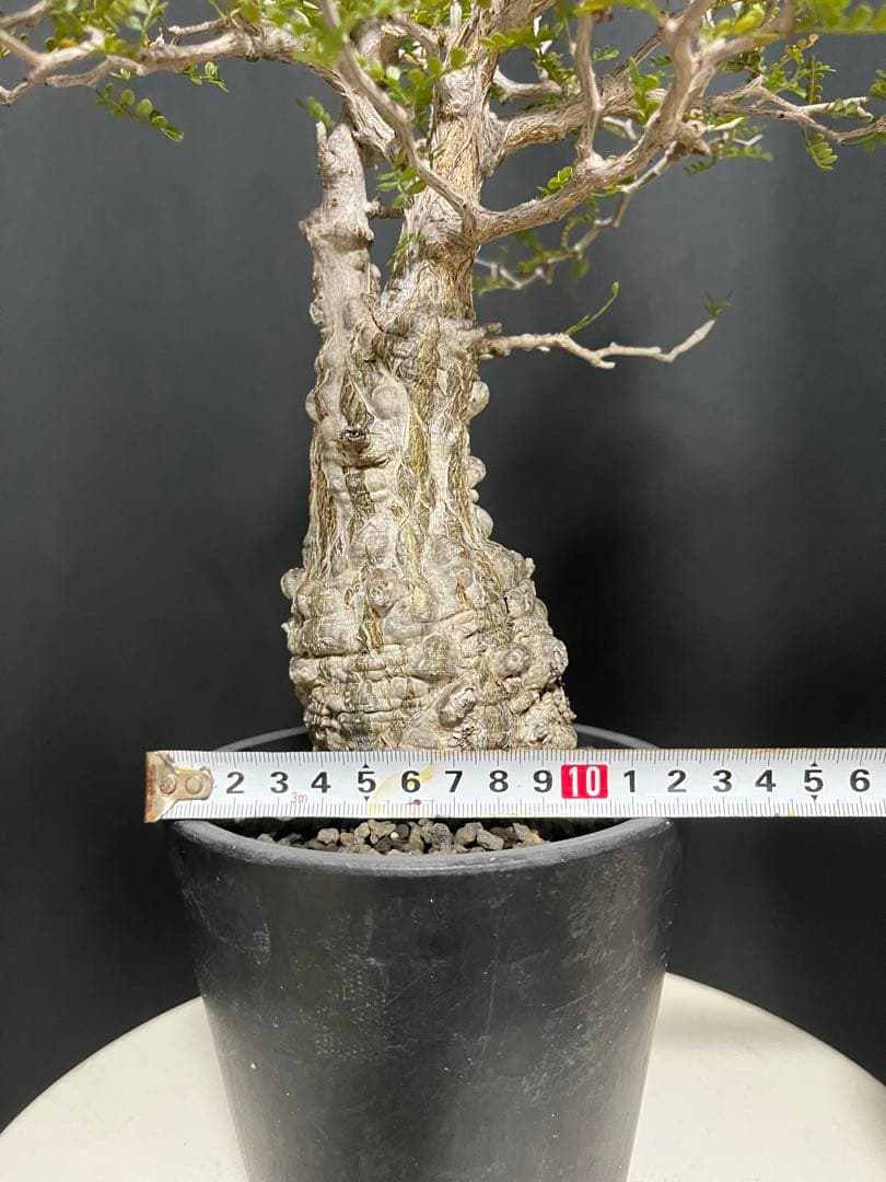 †YKYK†プロフ必読お願いします† 塊根植物 オペルクリア・パキプス