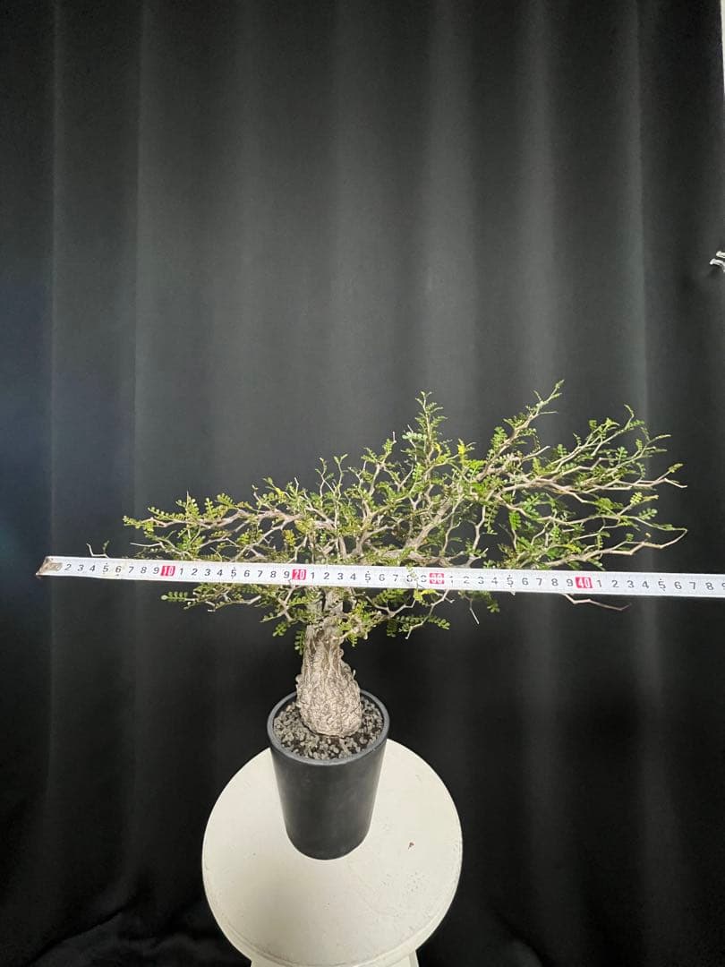 †YKYK†プロフ必読お願いします† 塊根植物 オペルクリア・パキプス