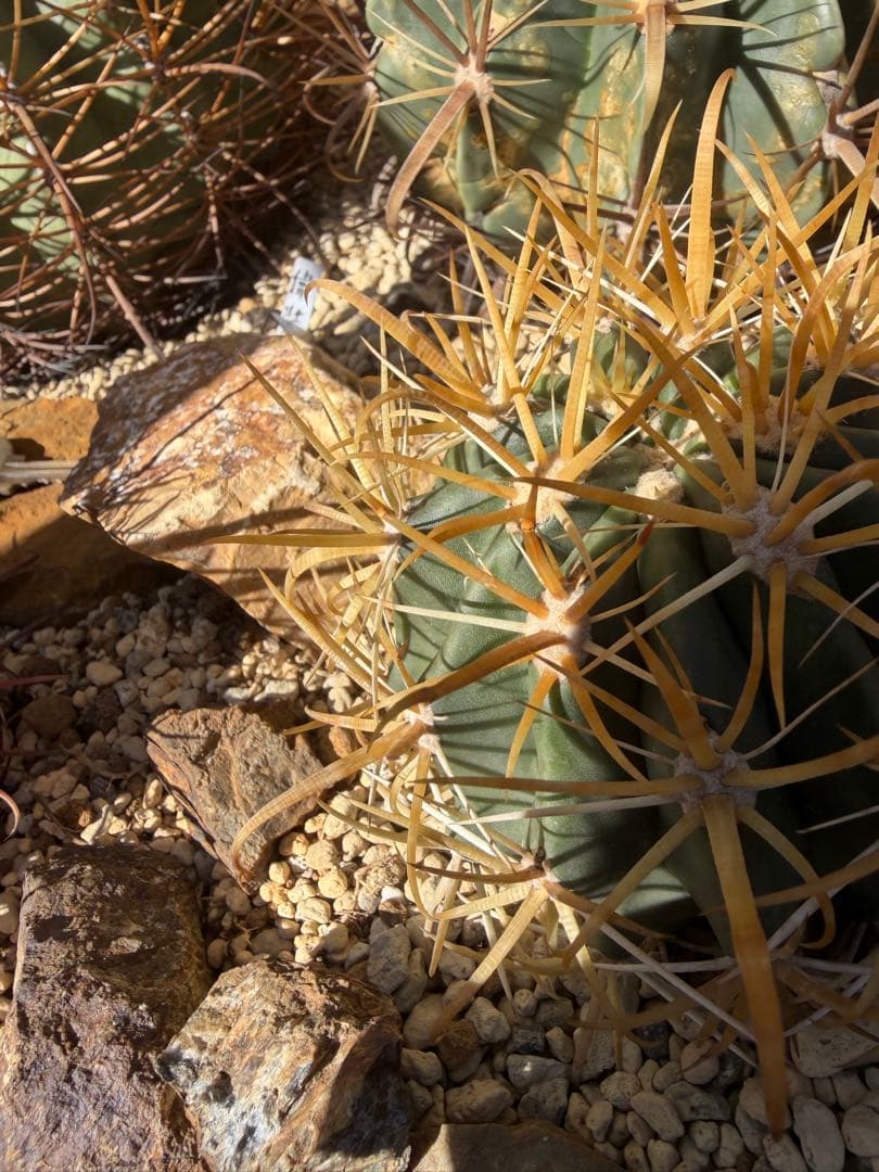 フェロカクタス金冠竜◇黄刺ドライガーデン多肉サボテン アガベ